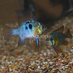 German Blue Ram (Pair) EXPERT ONLY (click for more detail)