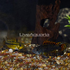 Double Red Apistogramma Cichlid (Bonded Pair) (click for more detail)