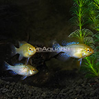 Israeli Gold Ram (Group of 3) EXPERT ONLY (click for more detail)