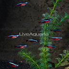 Cardinal Tetra (Group of 9) EXPERT ONLY (click for more detail)