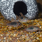 Longfin Schultzi Cory Catfish (Group of 3) (click for more detail)