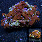 Red People Eater Colony Polyp Rock Zoanthus Indonesia IM (click for more detail)