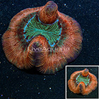Open Brain Coral Indonesia (click for more detail)