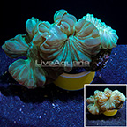 Fox Coral Indonesia (click for more detail)
