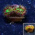 Aussie Walking Heteropsammia Coral (click for more detail)
