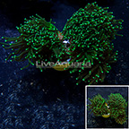 Branching Torch Coral Indonesia (click for more detail)