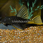 Golden Sailfin Plecostomus Phase 2 (click for more detail)