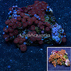 Red People Eater Colony Polyp Rock Zoanthus Indonesia IM (click for more detail)
