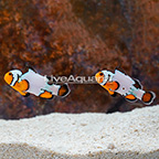 Premium Snowflake Ocellaris Clownfish (Bonded Pair) (click for more detail)