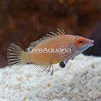 Pink-Streaked Wrasse  (click for more detail)
