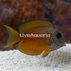 Two Spot Bristletooth Tang (click for more detail)