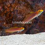 Reshoot-Bella Goby (Bonded Pair) (click for more detail)
