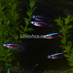 Cardinal Tetra (Group of 5) EXPERT ONLY (click for more detail)