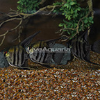 Zebra Lace Angelfish (Group of 3) (click for more detail)