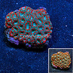 Micromussa Coral (click for more detail)