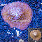 Short Tentacle Plate Coral Australia (click for more detail)