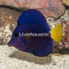 Purple Tang (click for more detail)