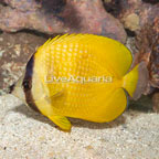 Orange Butterflyfish (click for more detail)