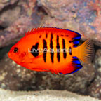 Flame Angelfish (click for more detail)