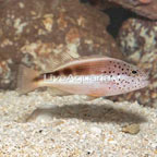 Freckled Hawkfish  (click for more detail)