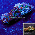 Blue Ice and Orange Delight Colony Polyp Rock Zoanthus Indonesia IM (click for more detail)