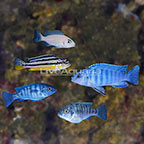Assorted Malawi Cichlid (Group of 5) (click for more detail)
