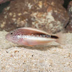 Freckled Hawkfish  (click for more detail)
