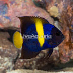 Asfur Angelfish (click for more detail)
