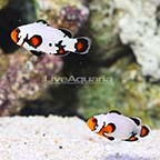 ORA® Captive-Bred Premium Black Ice Snowflake Ocellaris Clownfish (Bonded Pair) (click for more detail)