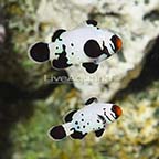 ORA® Captive-Bred Black Frostbite Ocellaris Clownfish (Select Pair) (click for more detail)