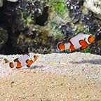 ORA® Captive-Bred Premium Snowflake Clownfish (Bonded Pair) (click for more detail)