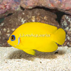 Lemon Peel Angelfish (click for more detail)