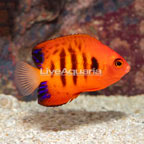 Flame Angelfish (click for more detail)