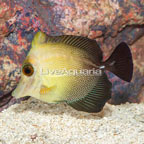 Scopas Tang [Blemish] (click for more detail)
