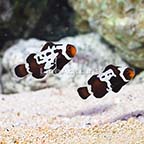 ORA® Captive-Bred Premium Black Snowflake Ocellaris Clownfish (Bonded Pair) (click for more detail)