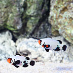 ORA® Captive-Bred Premium Black Snowflake Ocellaris Clownfish (Bonded Pair) (click for more detail)