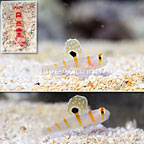 Orange Stripe Prawn Goby (Bonded Pair) with Red Banded Snapping Shrimp (click for more detail)