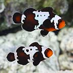 ORA® Captive-Bred Premium Black Snowflake Ocellaris Clownfish (Bonded Pair) (click for more detail)