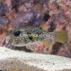 Stars and Stripes Puffer (click for more detail)