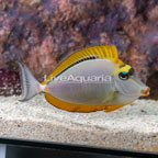 Blonde Naso Tang (click for more detail)