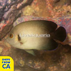 Half Black Angelfish (click for more detail)