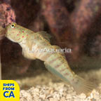 Pink Spotted Watchman Goby (click for more detail)