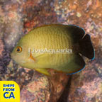 Red Stripe Eibli Angelfish (click for more detail)