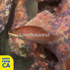 Scarlet Pin Stripe Wrasse  (click for more detail)