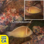 Pink Skunk Clownfish (click for more detail)