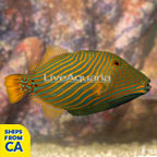 Undulated Triggerfish (click for more detail)