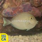 Bluespine Unicorn Tang  (click for more detail)