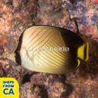 Indian Vagabond Butterflyfish (click for more detail)