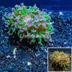 LiveAquaria® Cultured Hammer Coral (click for more detail)