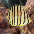 Eight Band Butterflyfish (click for more detail)